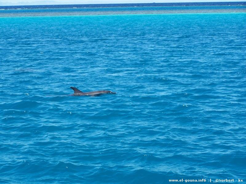 Delphin Tour 160
